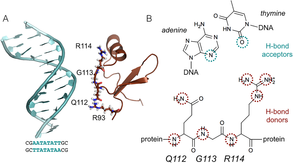 H-NS binding to AT-rich DNA and hydrogen-bond descriptors